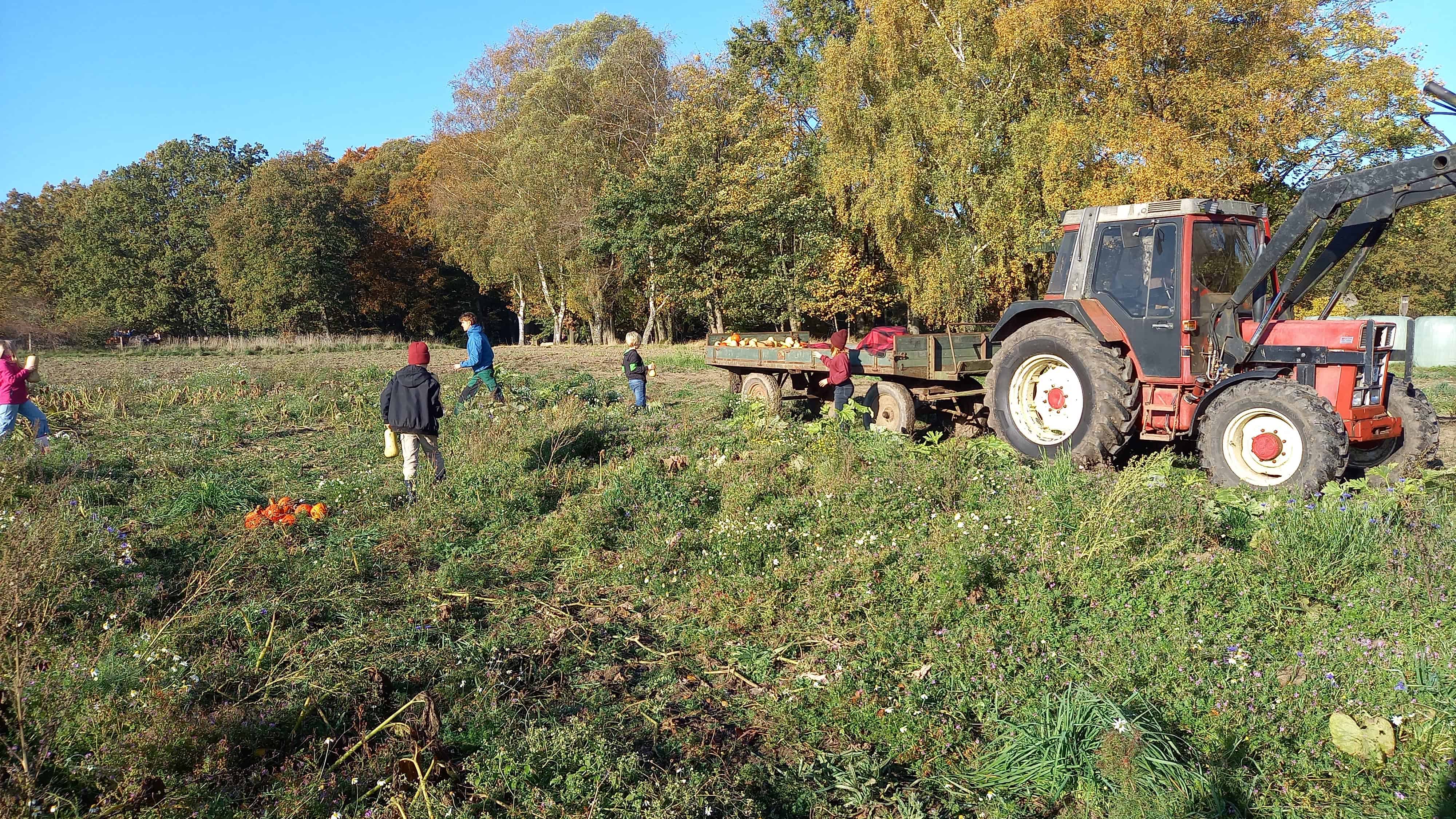 Schulbauernhof Wilsede Kürbisernte VNP Stiftung Naturschutzpark Lüneburger Heide