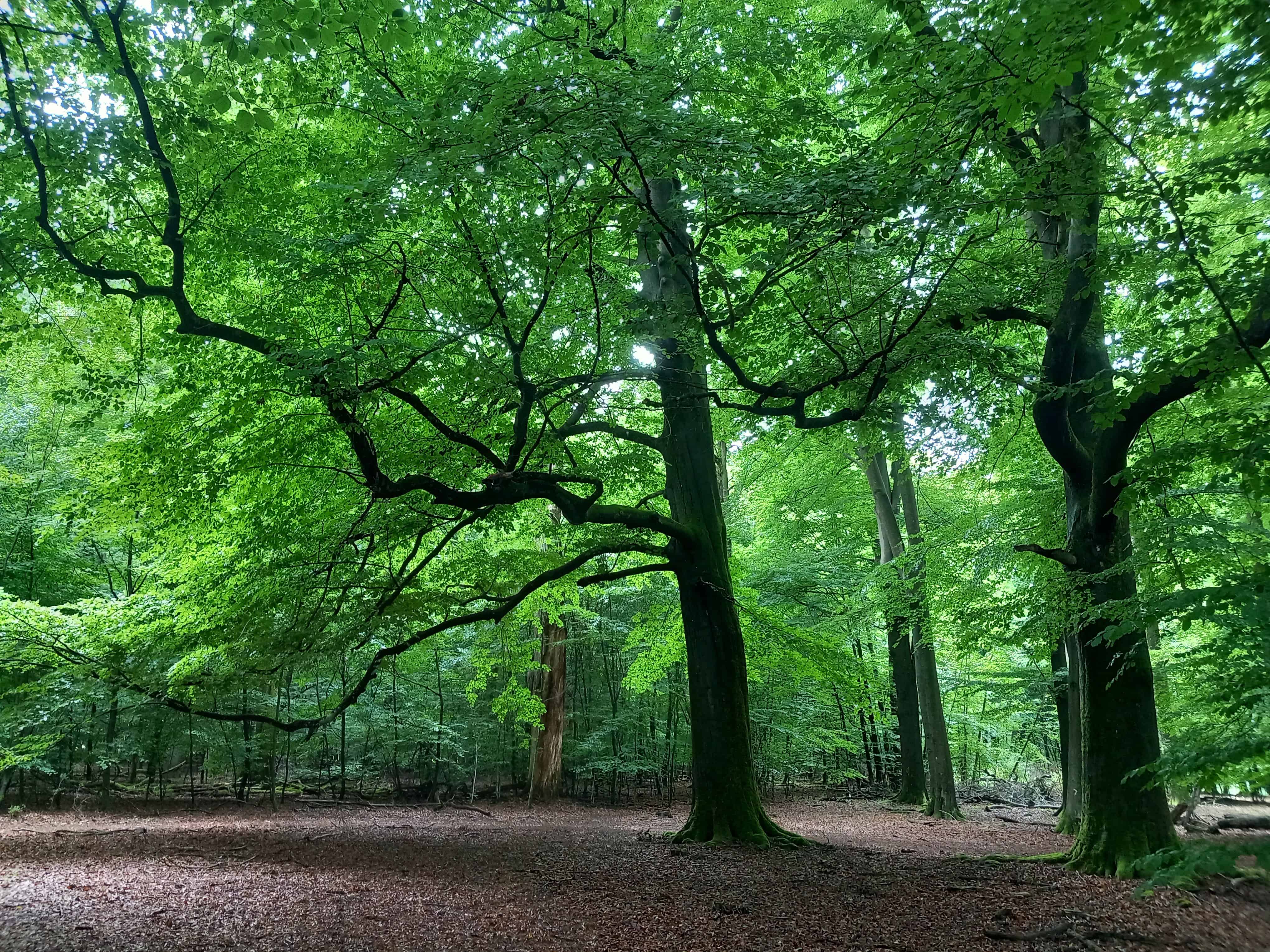 Wald im NSG Lüneburger Heide | VNP Stiftung Naturschutzpark Lüneburger Heide