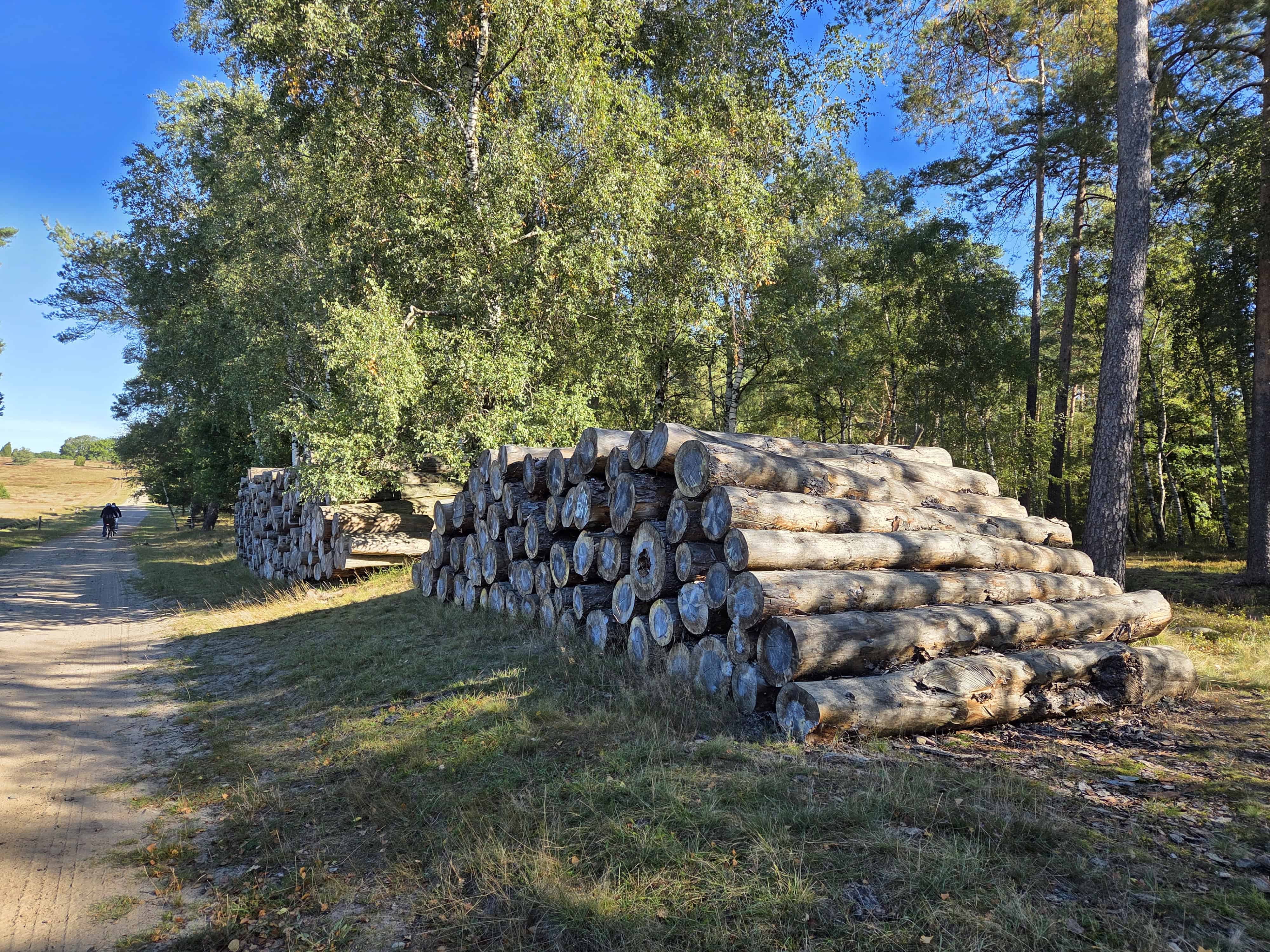 Forstwirtschaft im NSG Lüneburger Heide: Aufgeschichtete Stämme am Waldrand