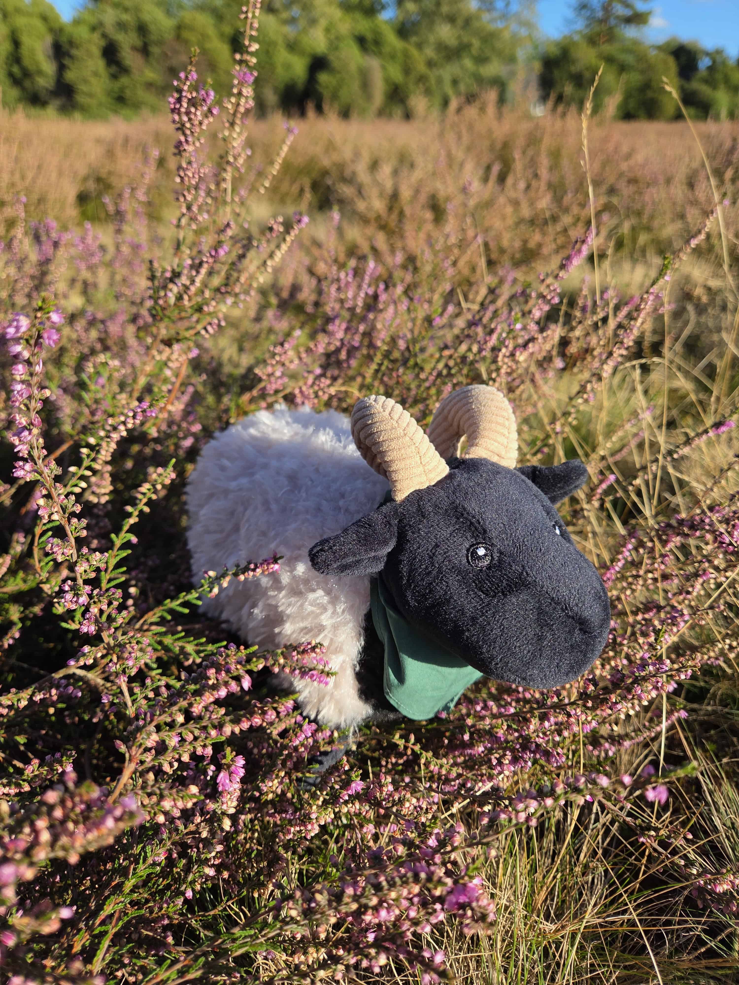 Kuschelschnucke Henni in der Heide