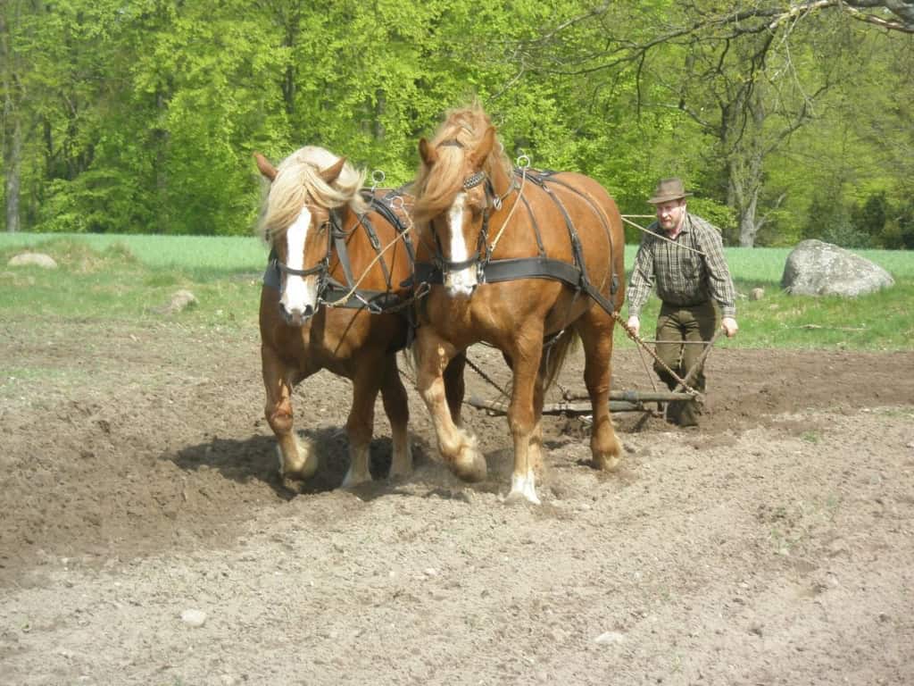 historische ackerbearbeitung mit pferdepflug vnp stiftung naturschutzpark lüneburger heide
