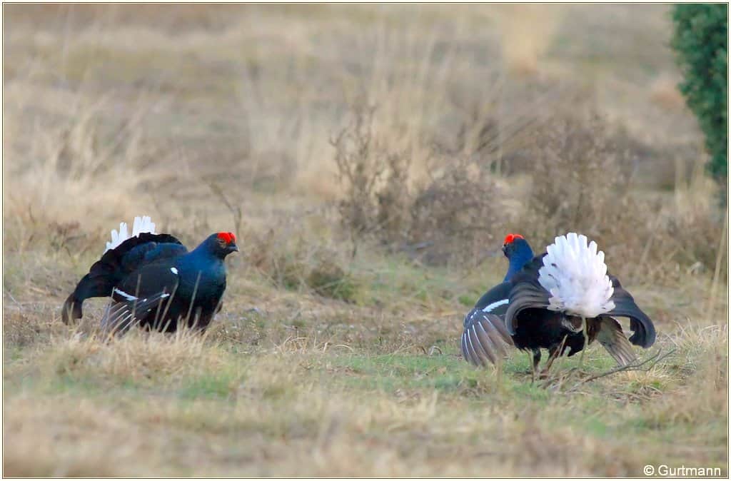 Balzende Birkhühner | Foto: Gurtmann