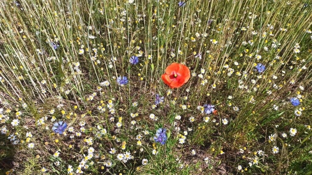 kornblumen ackerwildkräuter vnp stiftung naturschutzpark lüneburger heide