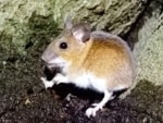 Waldmaus