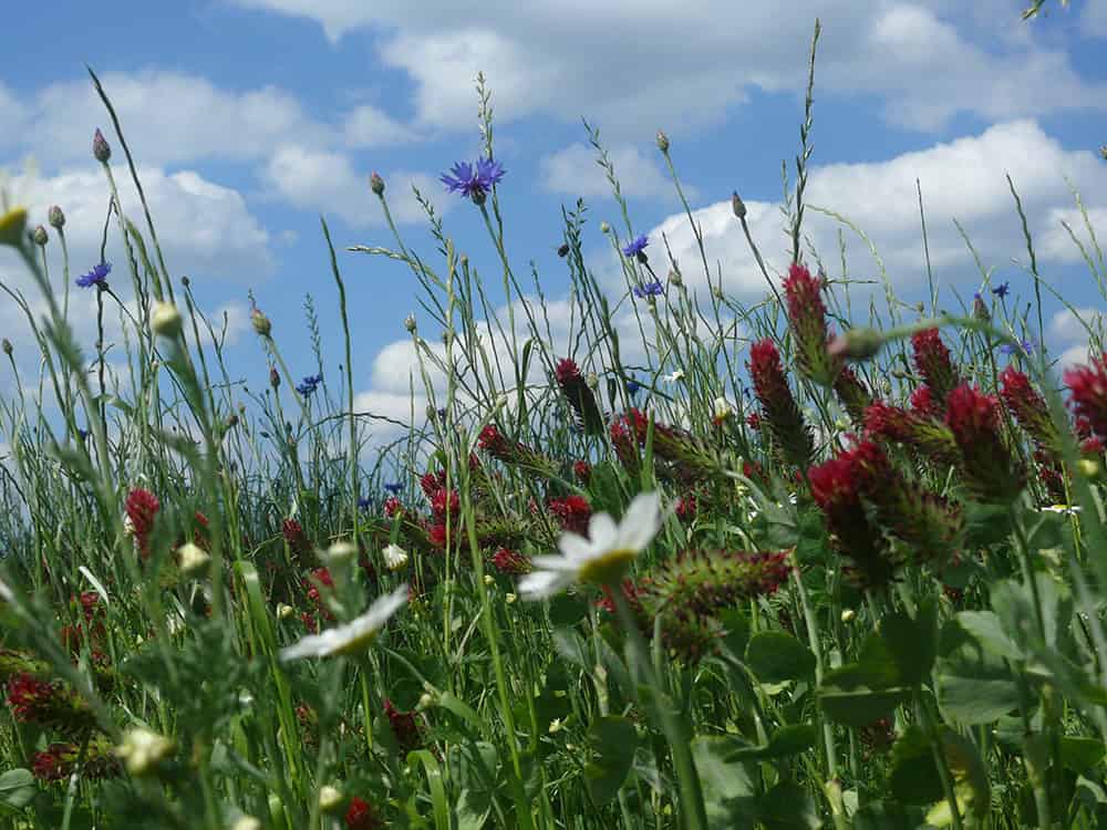 Saatmohn Ackerwildkrautpfad Tütsberg VNP Stiftung Naturschutzpark Lüneburger Heide