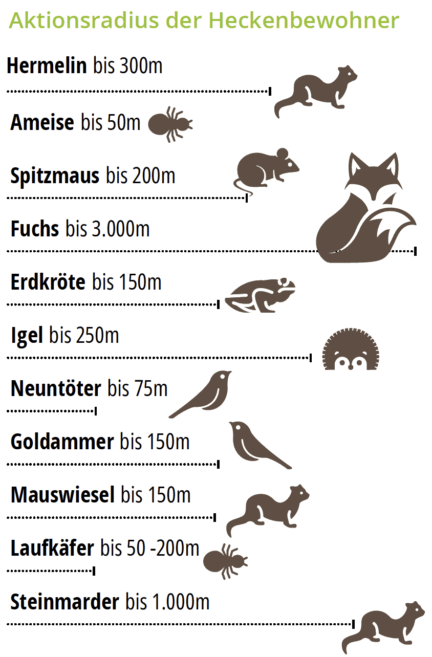 Grafik Aktionsradius von Heckenbewohnern