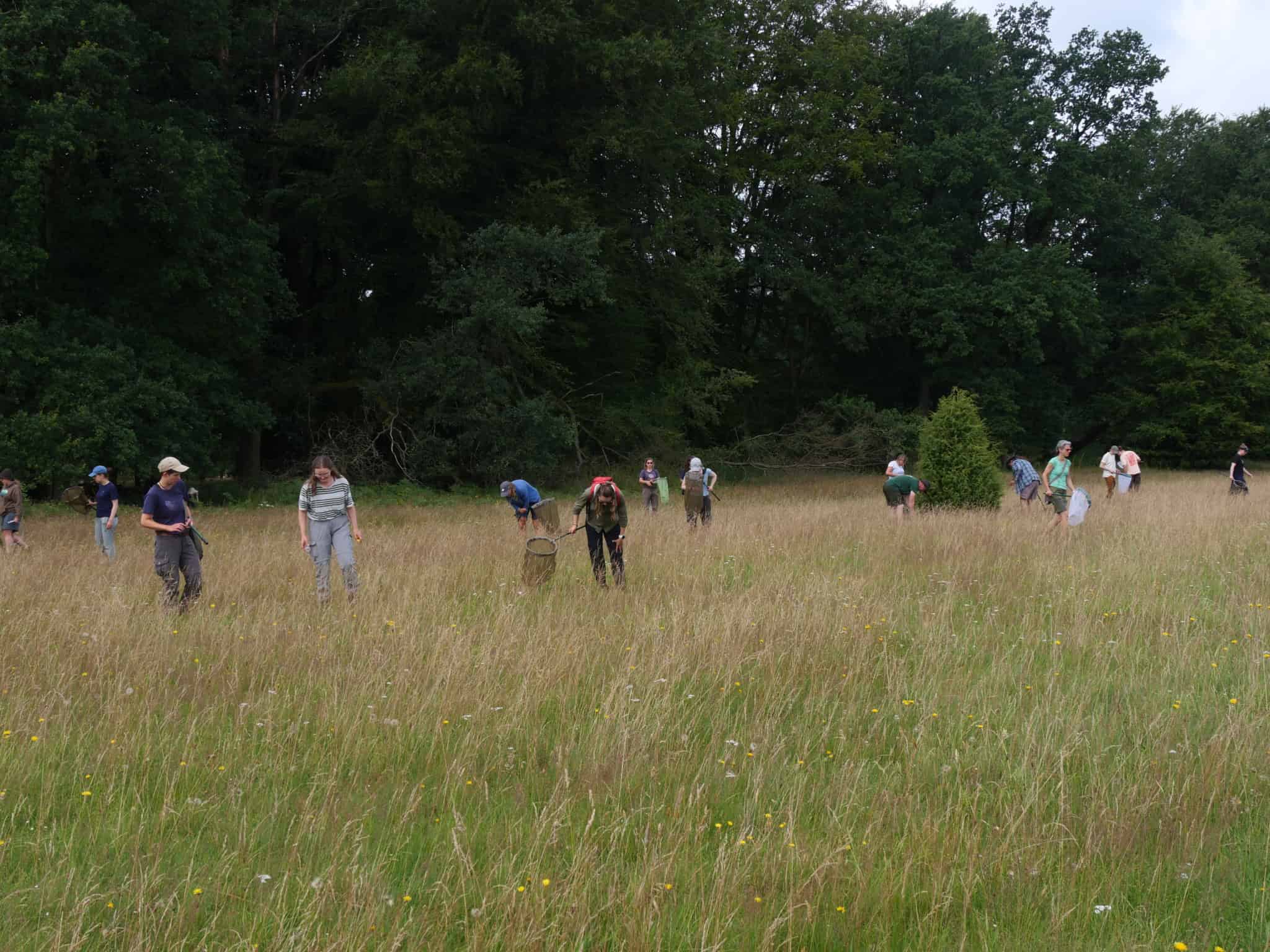 Arbeit auf der Wiese: Artenkenntnis-Seminar Wilsede 2024 | VNP Stiftung Naturschutzpark Lüneburger Heide