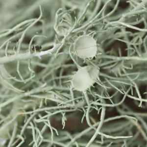 Bartflechte-usnea