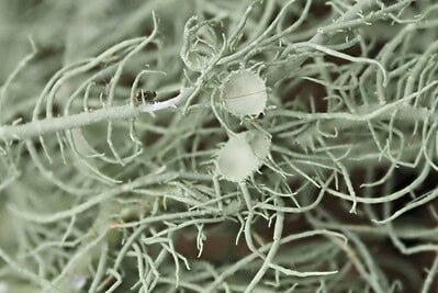 Bartflechte-usnea