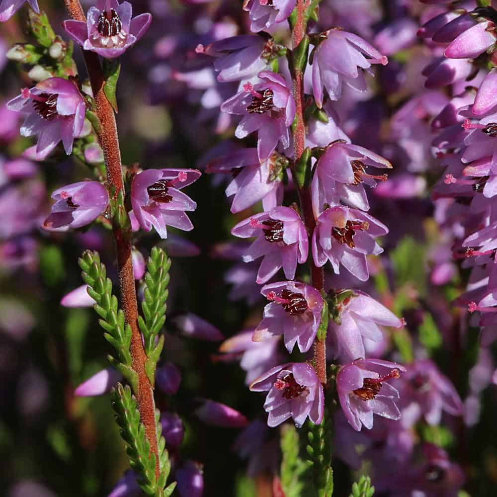 besenheide-calluna-vulgaris-vnp-stiftung