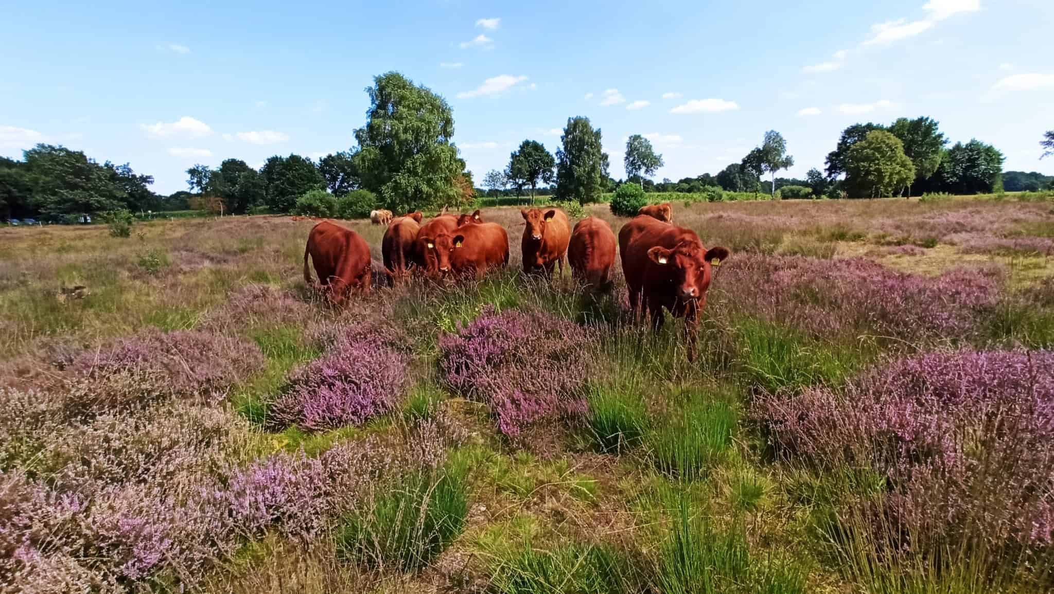 Beweidung Weideflächen Wilseder Rote | VNP Stiftung Naturschutzpark Lüneburger Heide