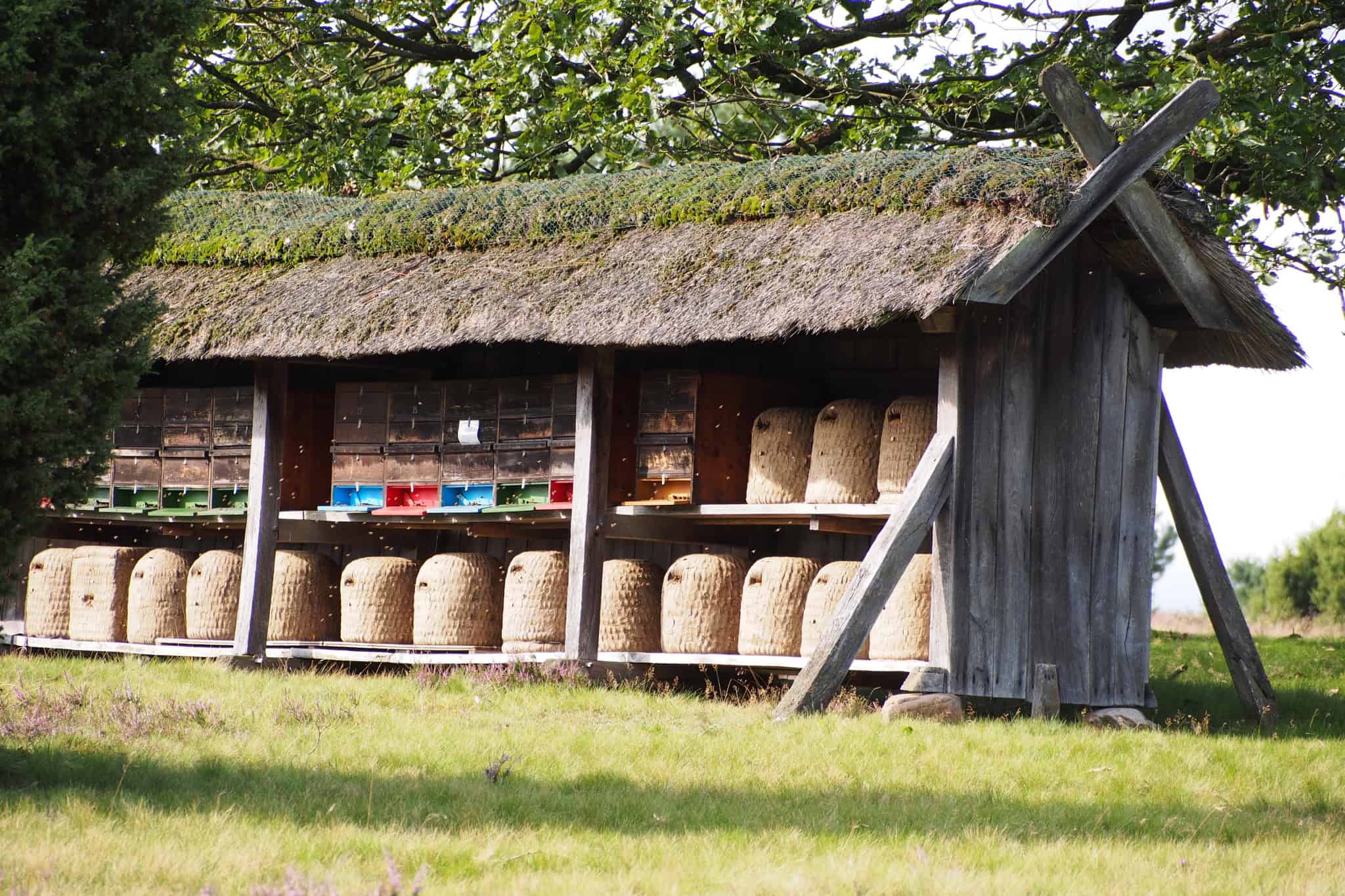 schaeferei-schafstall-hof-tuetsberg-vnp stiftung naturschutzpark Lüneburger Heide | foto-burmester