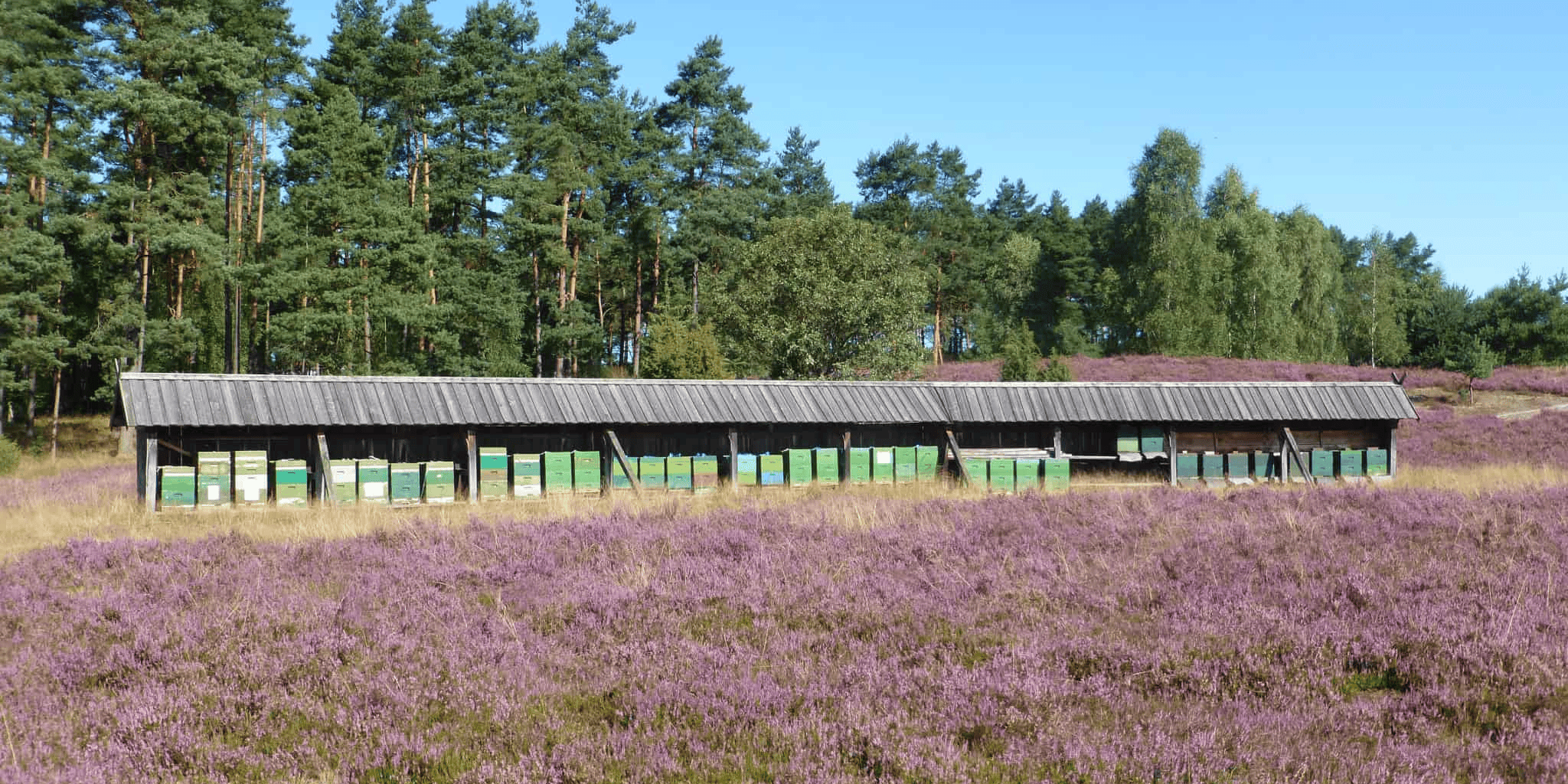 Schafstall-Hainkoepenstall VNP Stiftung Naturschutzpark Lüneburger Heide