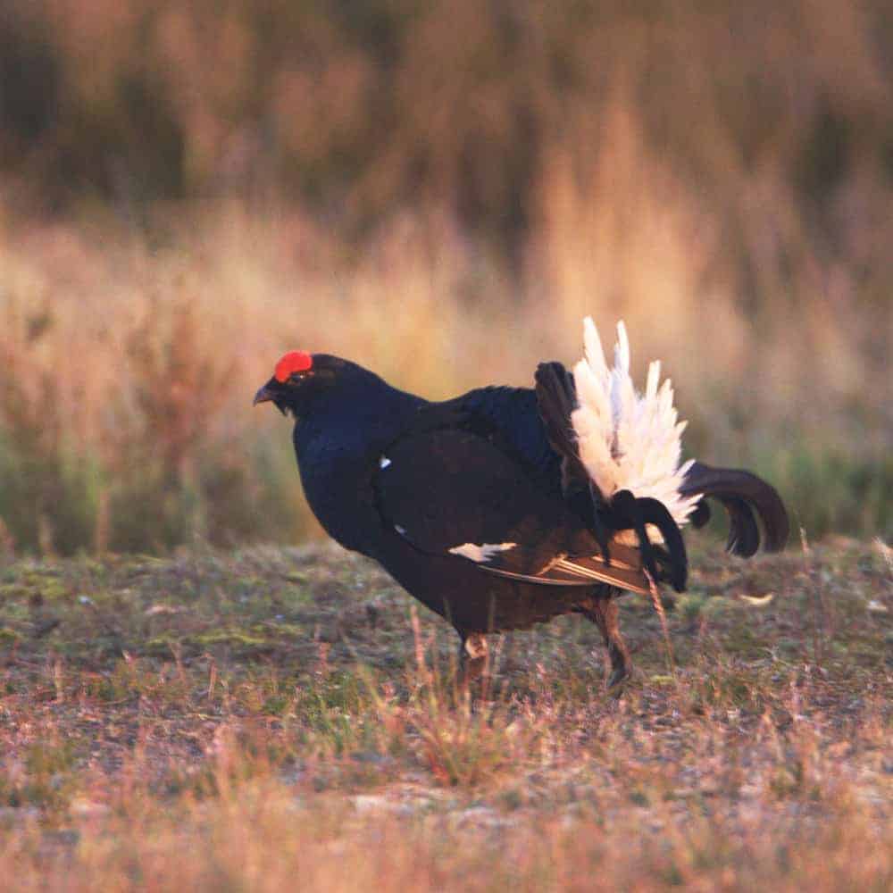 birkhahn-tetrao-tetrix-waehrend-der-balz-vnp-stiftung Birkhahn während der Balz