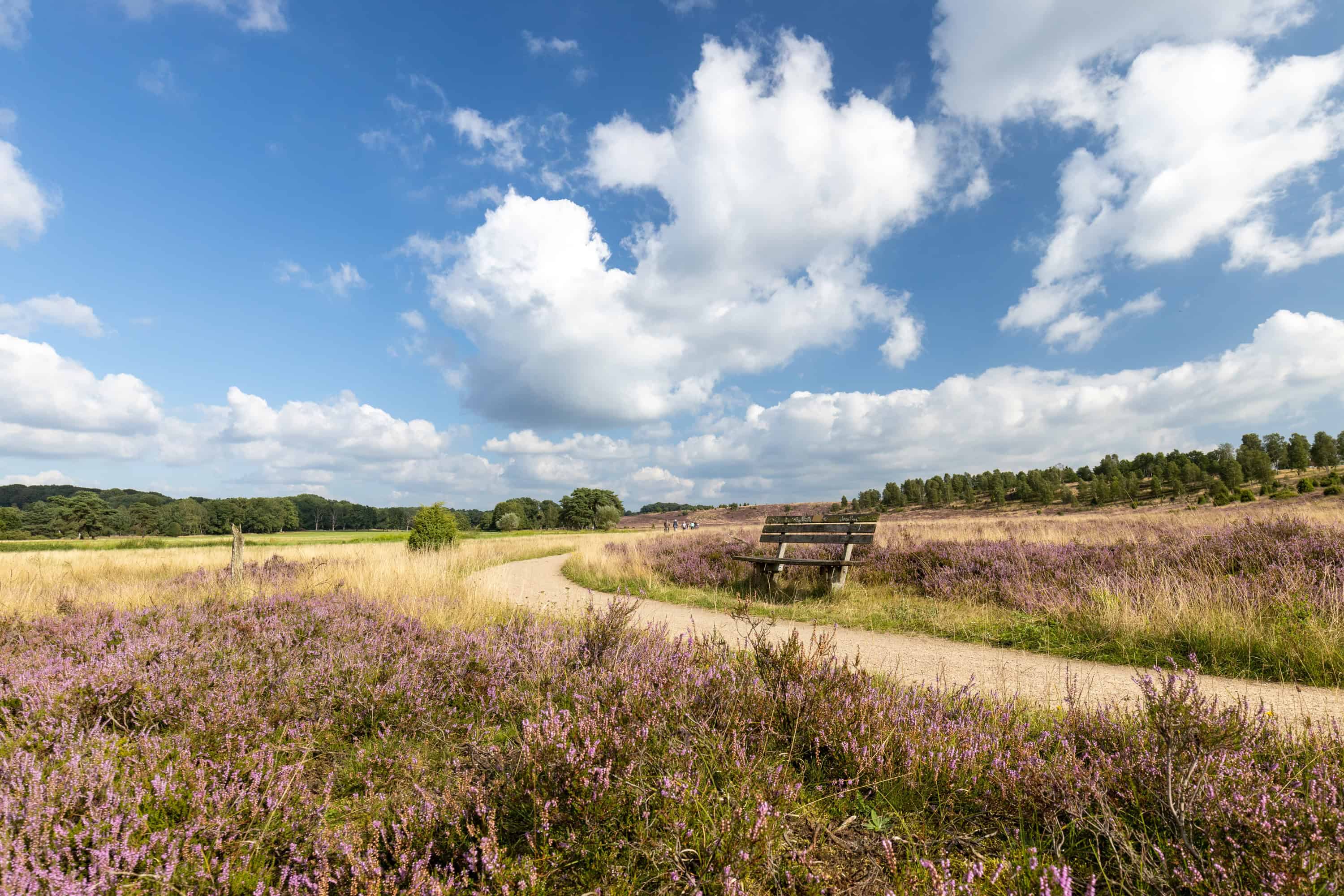 Barrierefreier Rundwanderweg "Rund um die Haverbeeke" zur Heideblüte