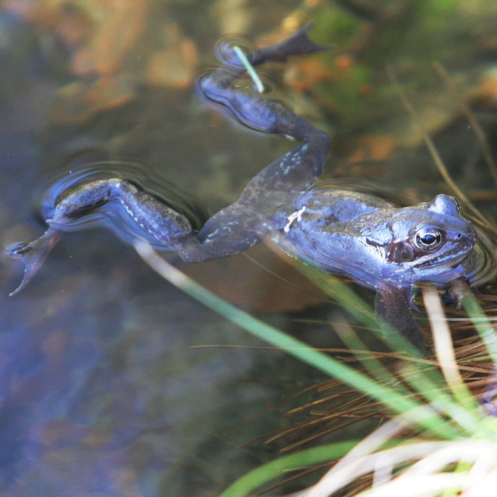 blau-gefaerbtes-moorfrosch-maennchen-rana-arvalis-vnp-stiftung
