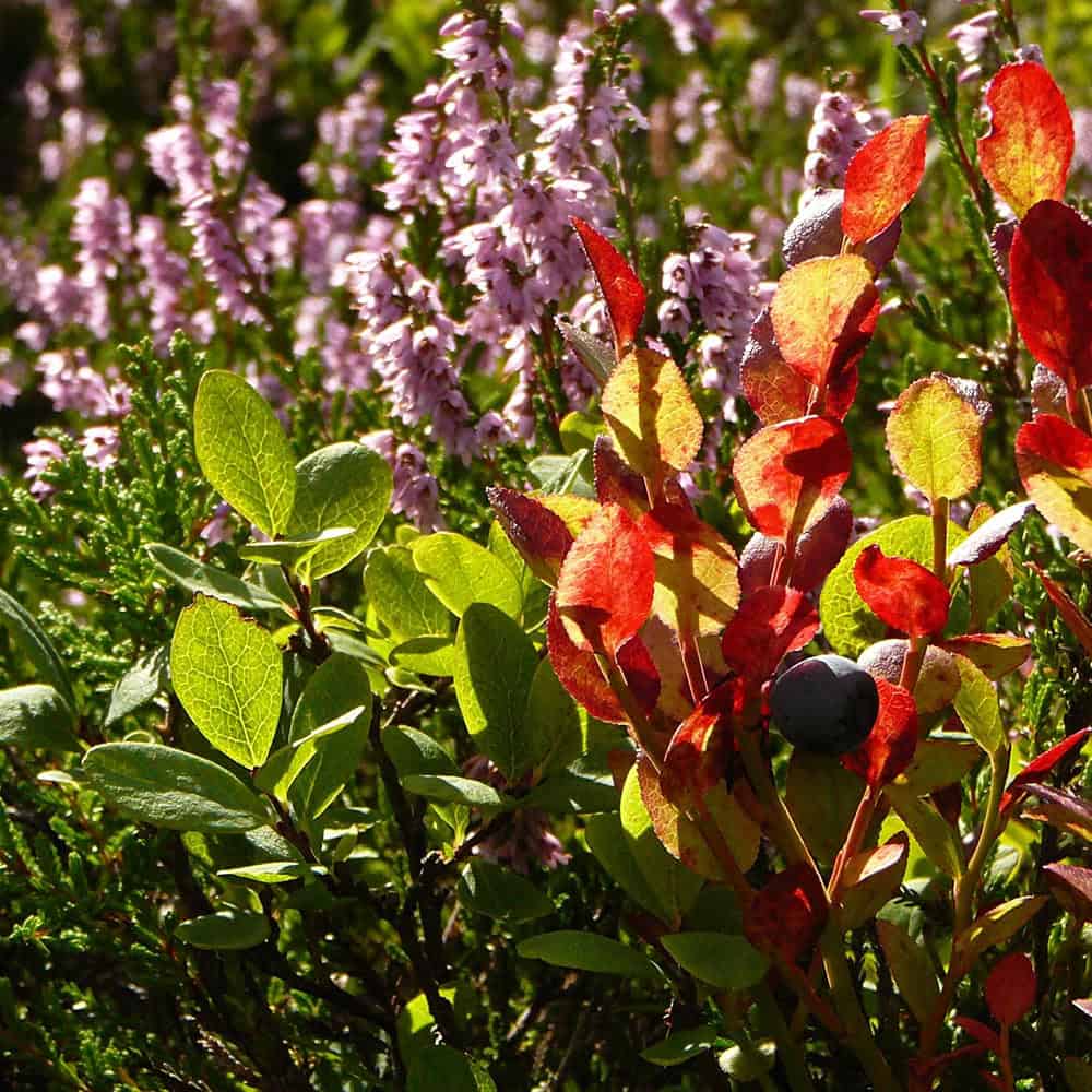 blaubeere-vaccinium-myrtillus-heidelbeere-vnp-stiftung