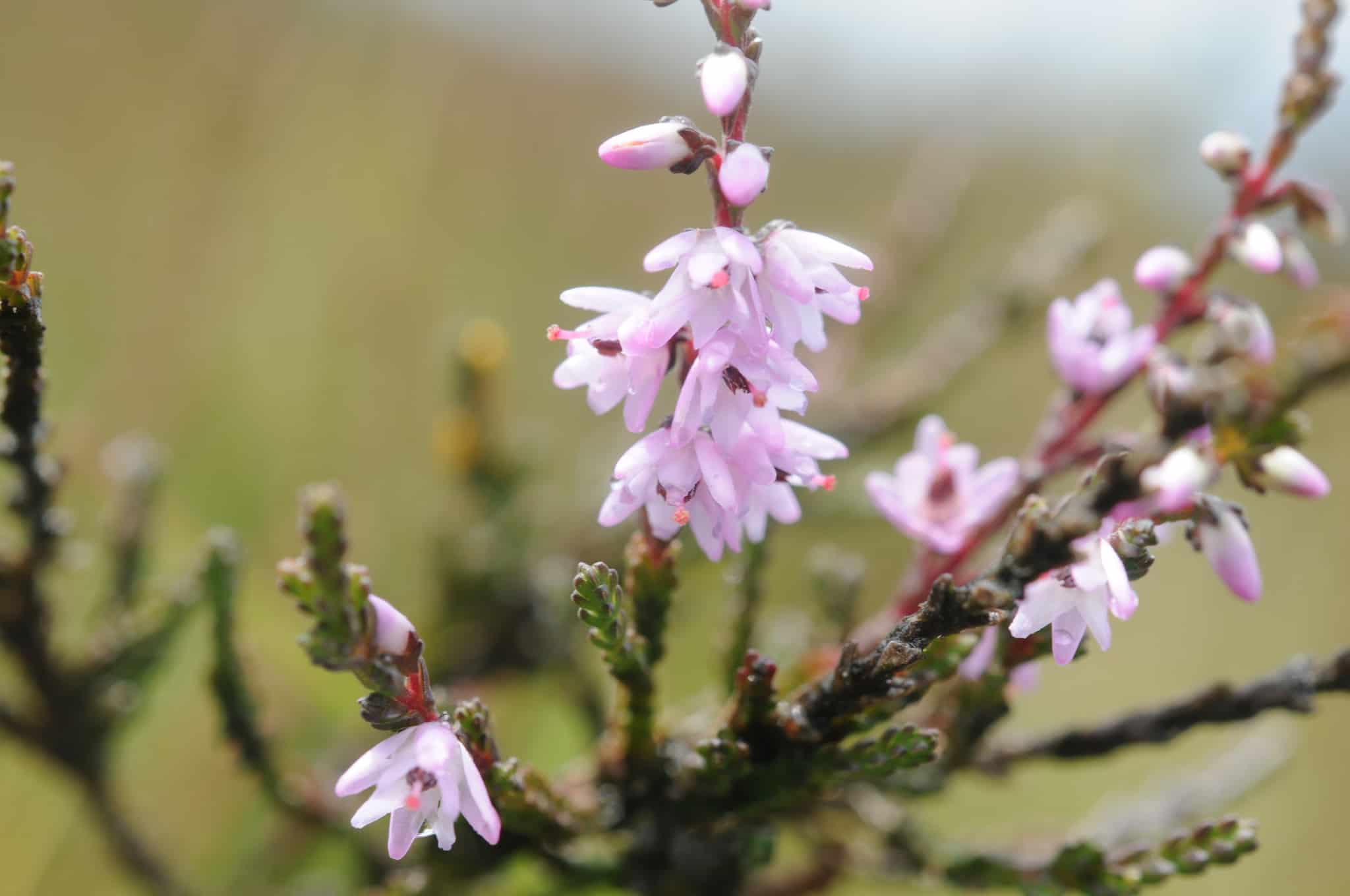 Blühendes Heidekraut (Calluna vulgaris)
