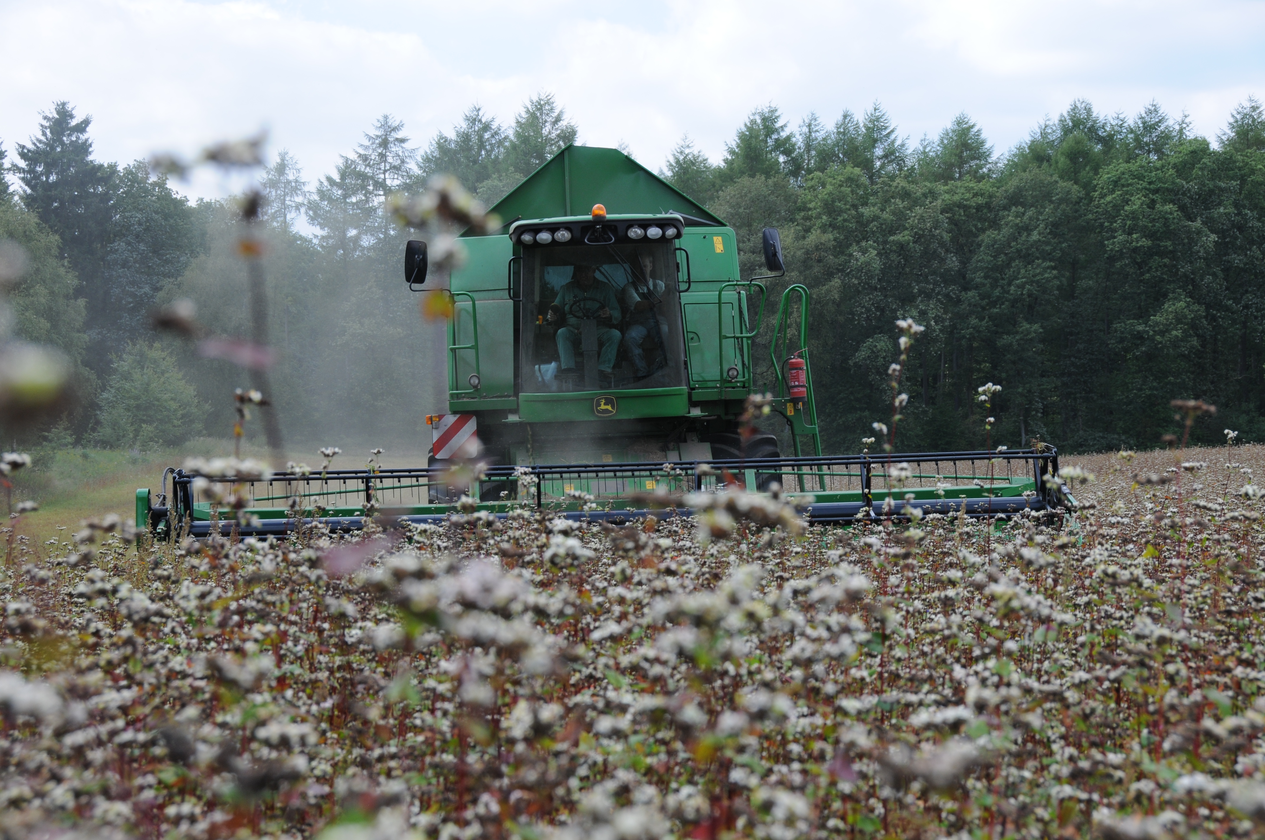Landschaftspflegehof Hof Tütsberg: Buchweizenernte mit dem Mähdrescher | Foto: VNP Stiftung Naturschutzpark Lüneburger Heide