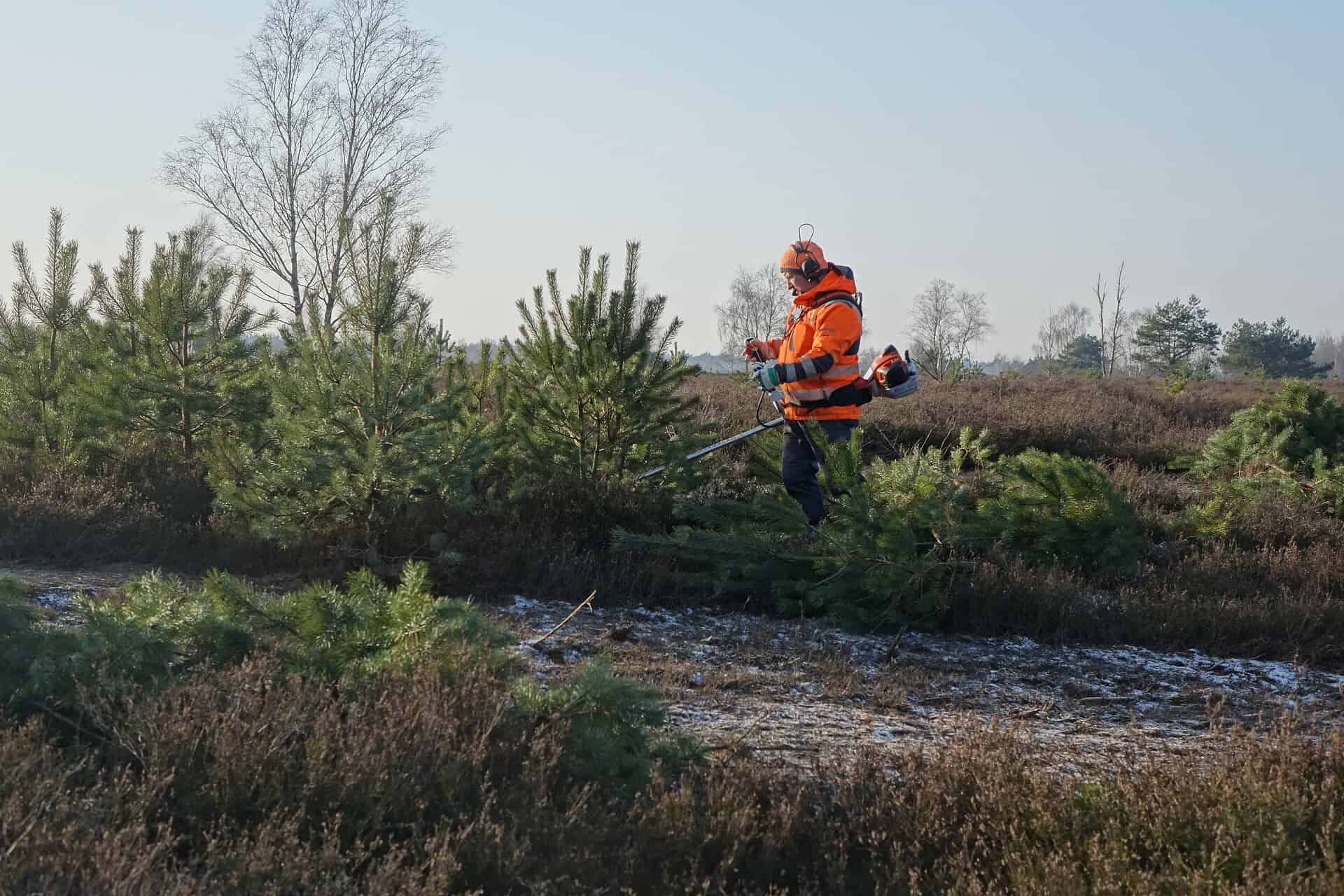 Entkusseln: Mitarbeit bei Offenlandpflege im Naturschutzpark zur Förderung der Biodiversität.