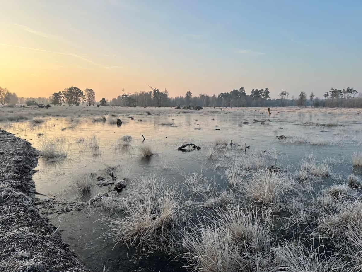 Erfolgreicher Moorschutz: Wiedervernässte Fläche im Pietzmoor | VNP Stiftung Naturschutzpark Lüneburger Heide
