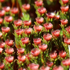 Glashaar-Widertonmoos-Polytrichum-piliferum