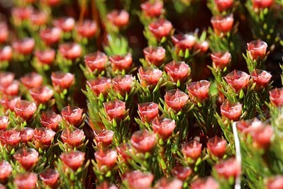 Glashaar-Widertonmoos-Polytrichum-piliferum