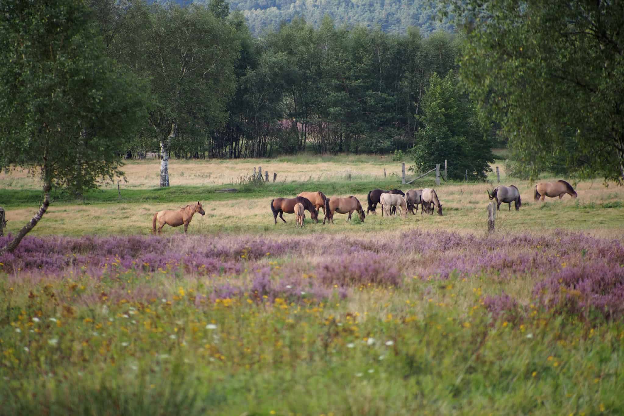 Dülmener Wildpferde auf der Weide | VNP Stiftung