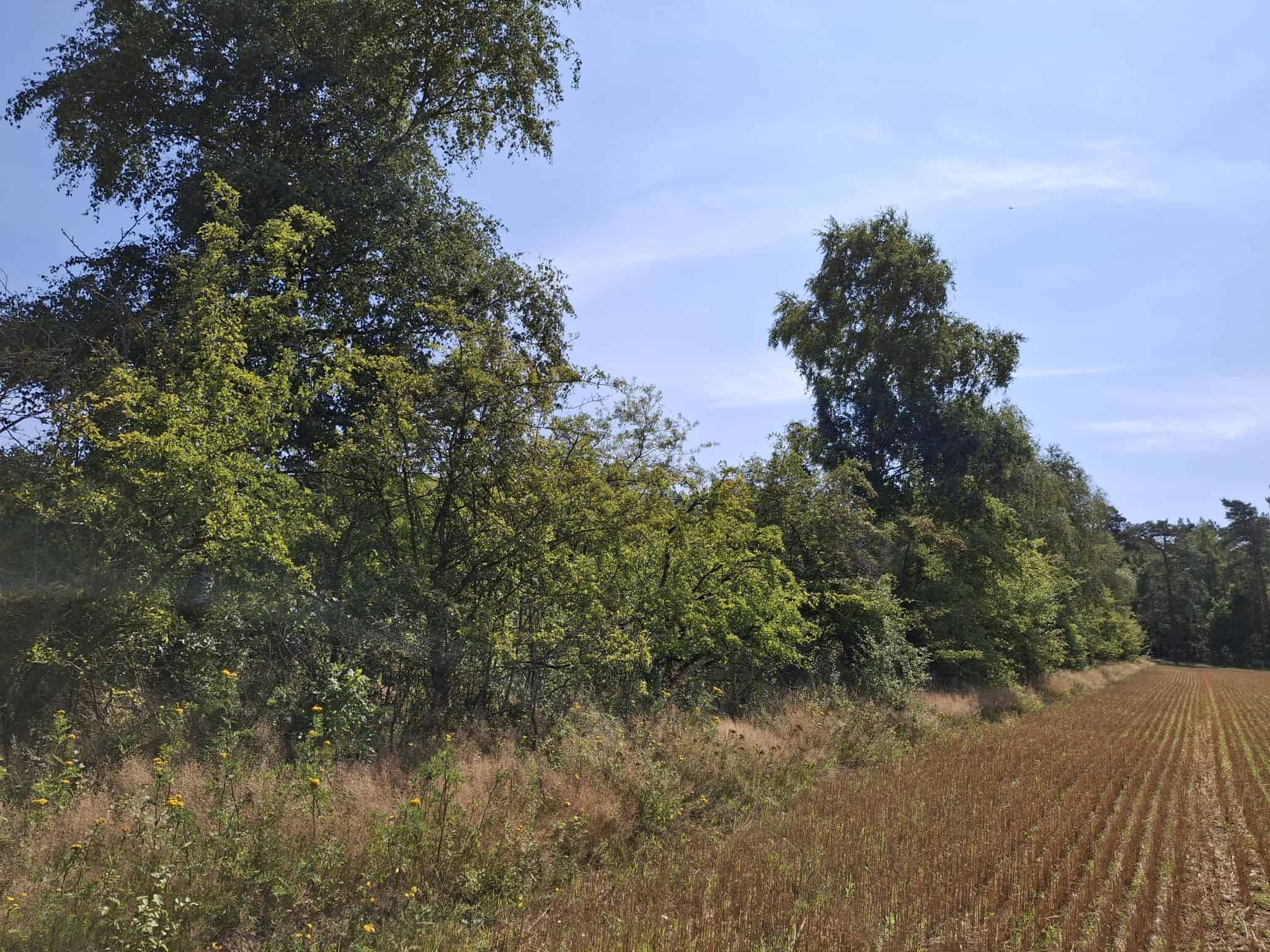 Heckenstruktur 