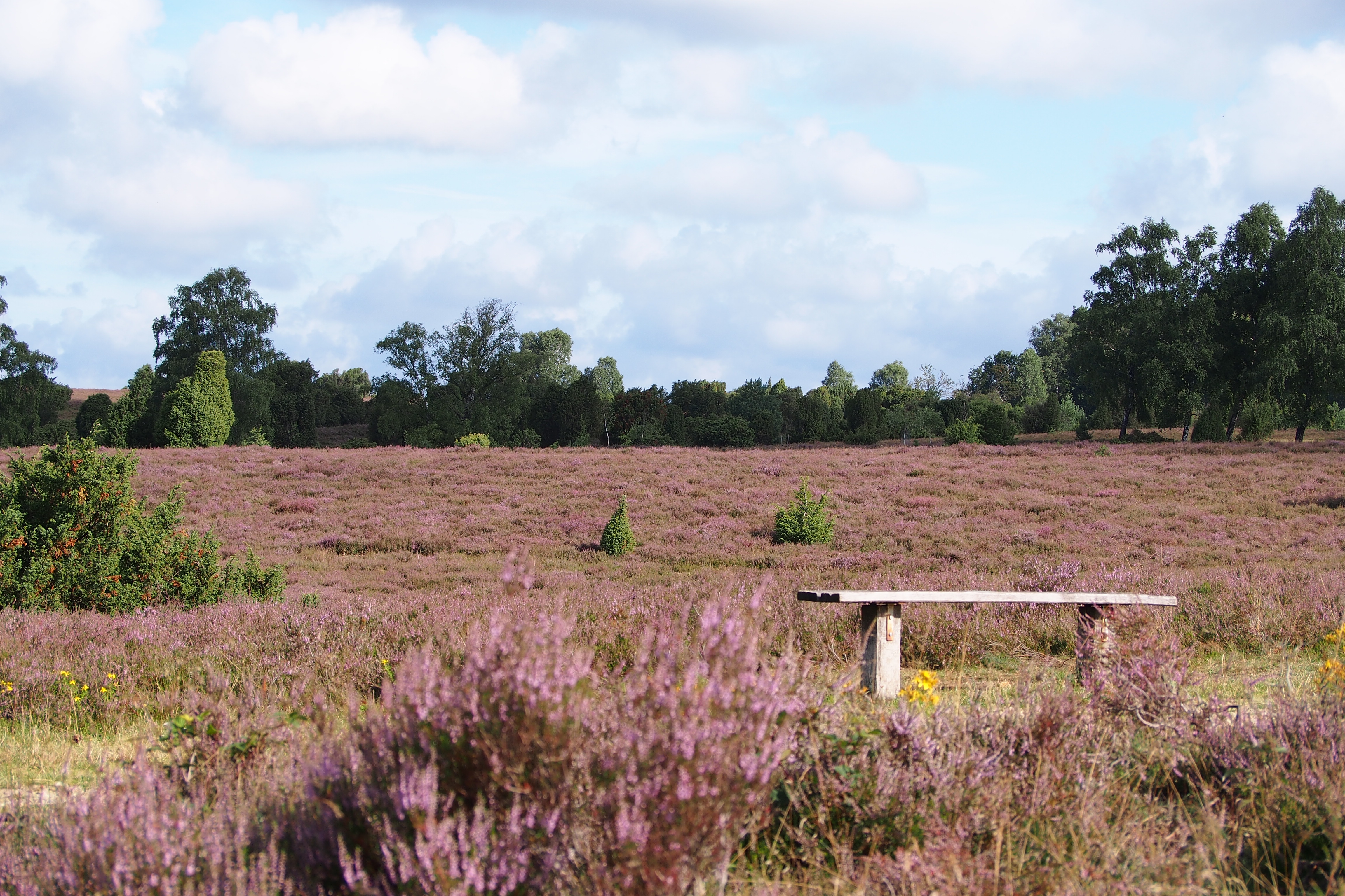 Heideblüte in der Lüneburger Heide: Heidefläche mit Bank