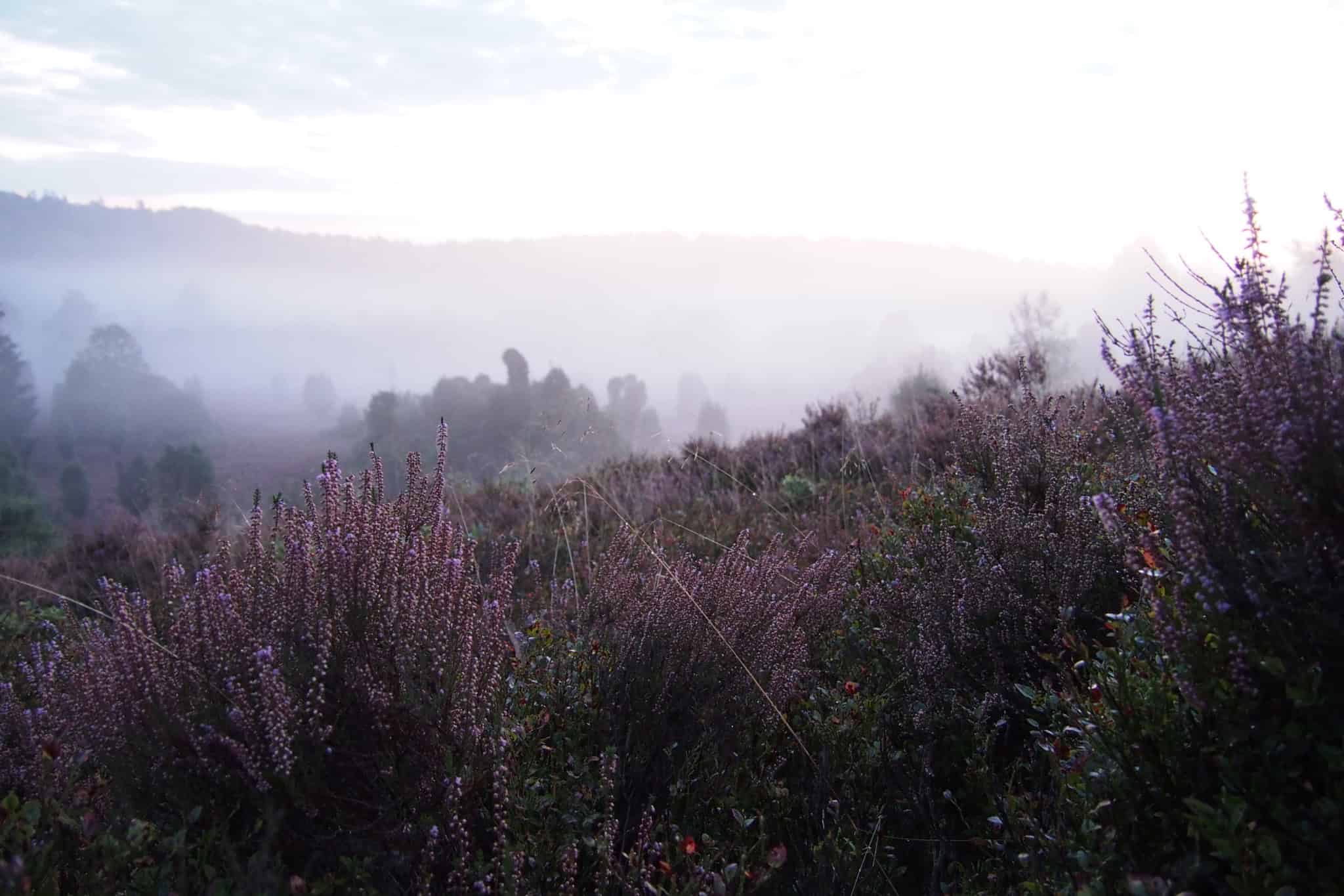 Heideblüte (Calluna vulgaris) im Naturschutzgebiet Lüneburger Heide | VNP Stiftung