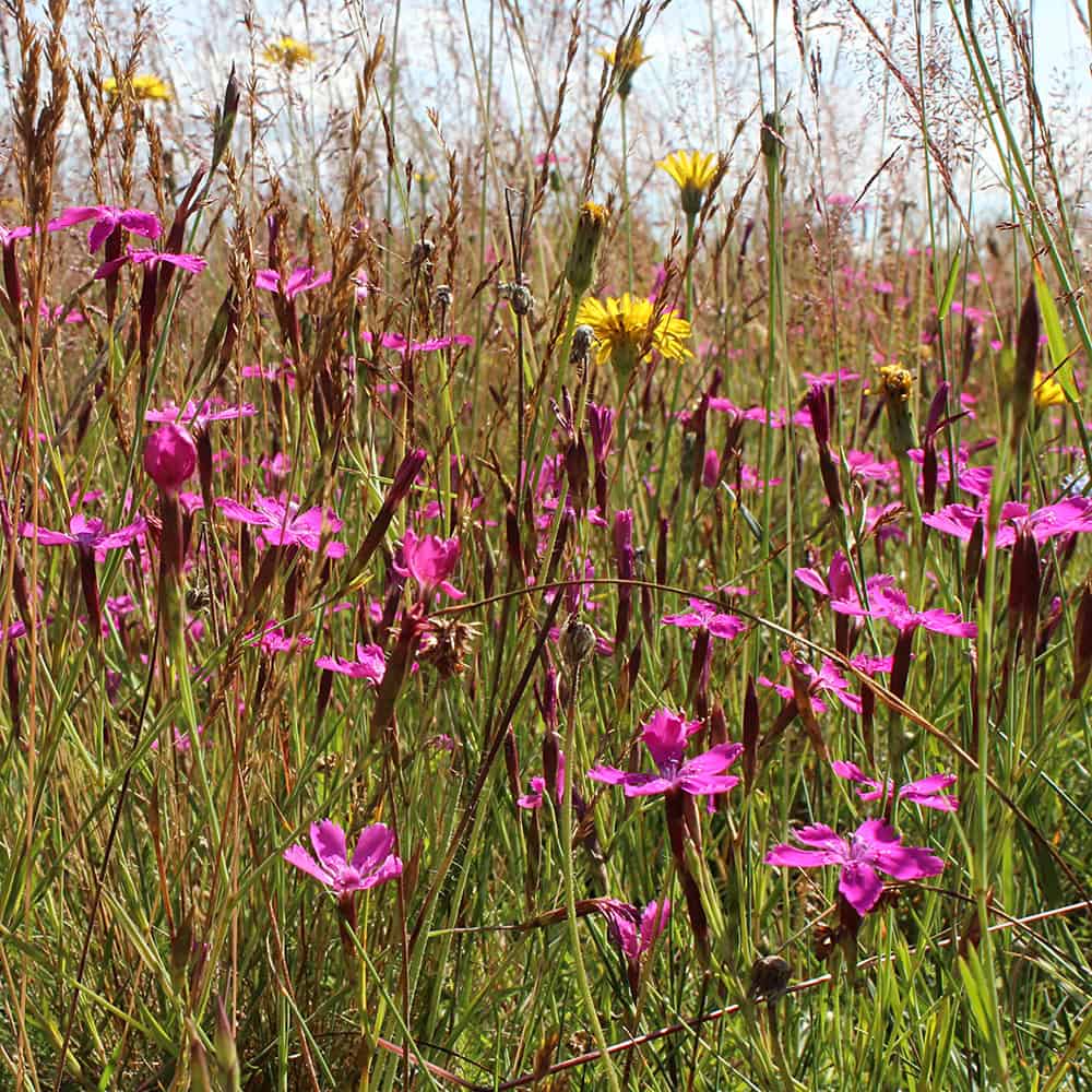 heidenelke-dianthus-deltoides-vnp-stiftung