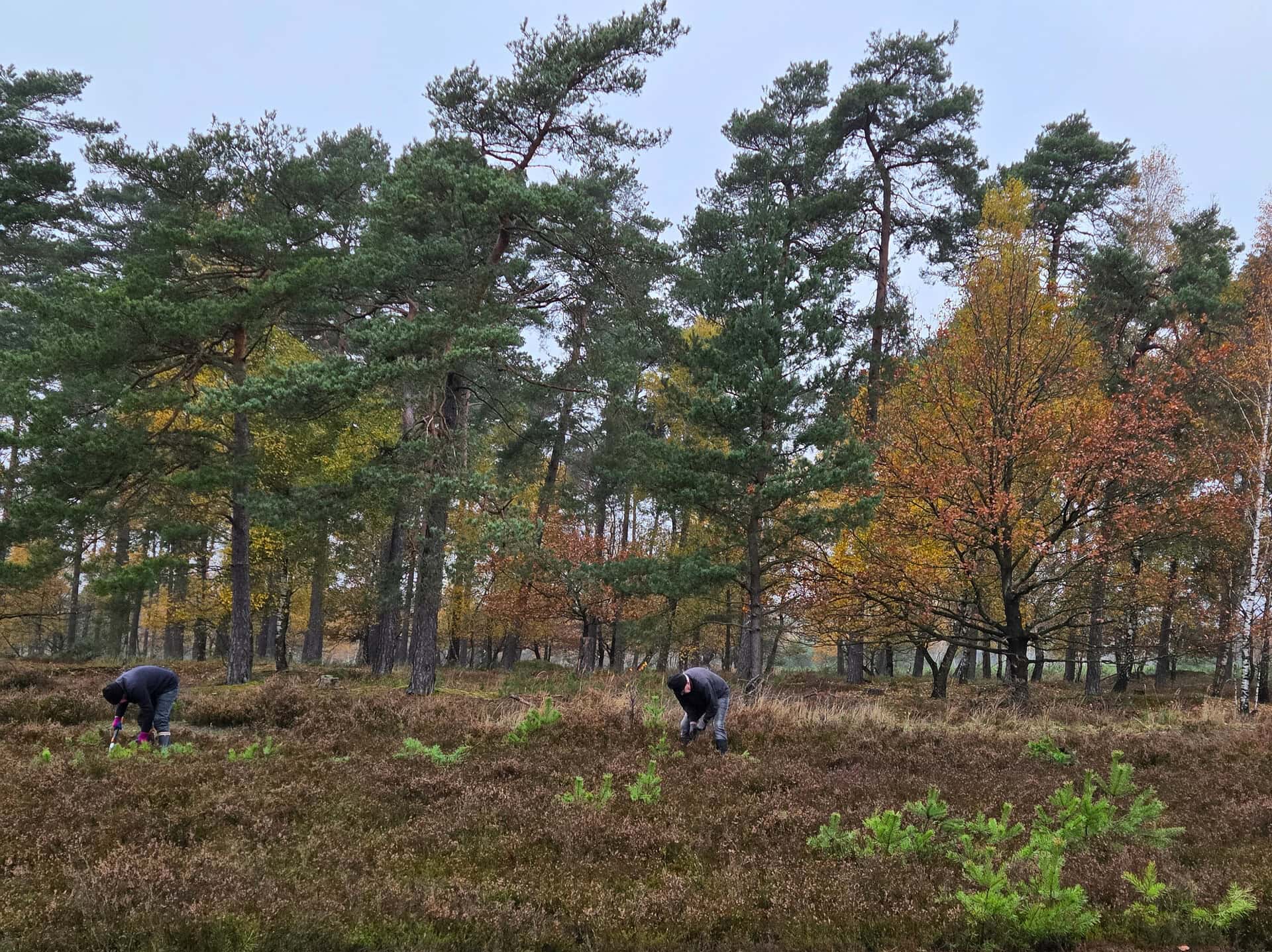 Entkusseln: Mitarbeit bei Offenlandpflege im Naturschutzpark zur Förderung der Biodiversität.