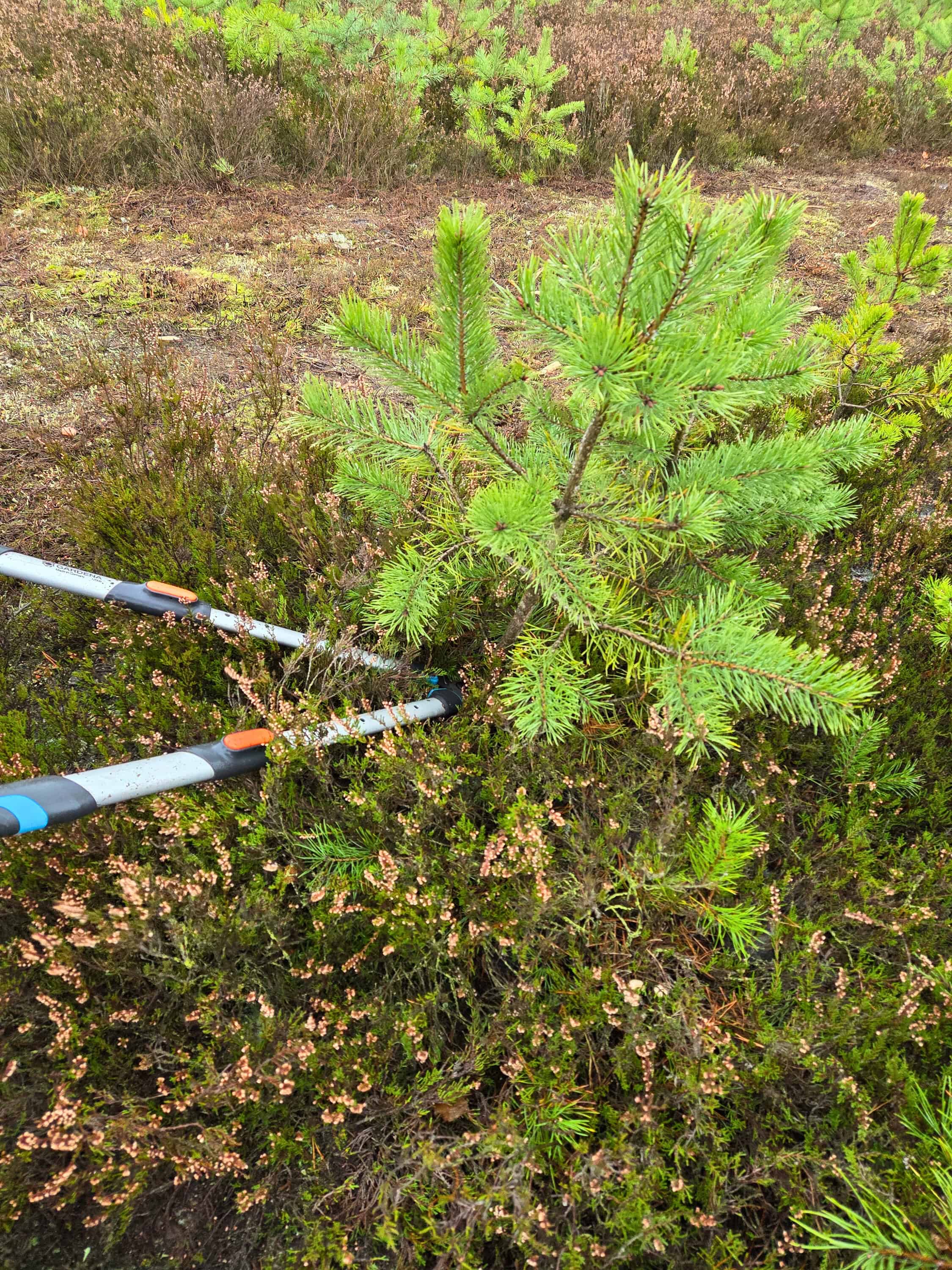 Entkusseln: Entfernen einer jungen Kiefer im Naturschutzgebiet bei Offenlandpflege, nachhaltige Landschaftspflege.
