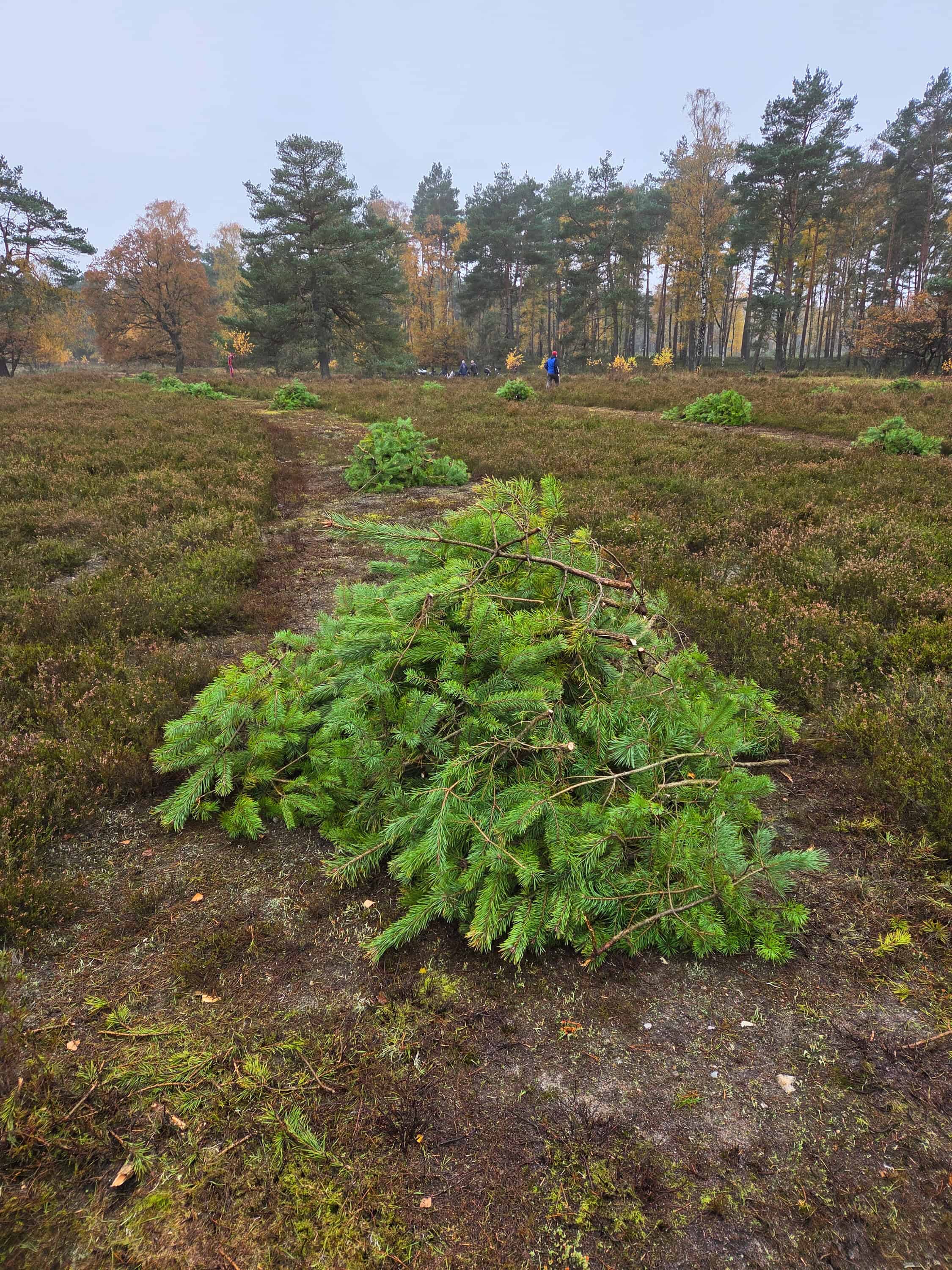 Materialhaufen beim Entkusseln (Heidepflege) im Naturschutzgebiet Lüneburger Heide