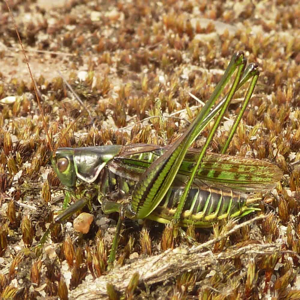Wiedehopf upupa epops
