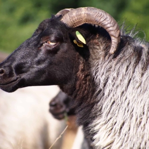 Heidschnuckenportrait | Foto: VNP Stiftung Naturschutzpark Lüneburger Heide