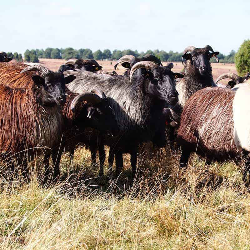 Landschaftspflegehof Hof Tütsberg: Buchweizen | Foto: VNP Stiftung Naturschutzpark Lüneburger Heide