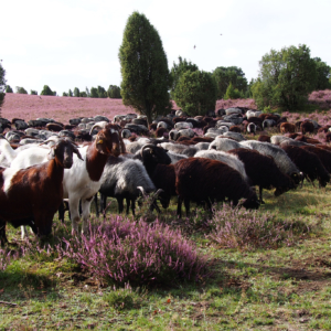 Heidschnuckenherde in der blühenden Heide | VNP-Stiftung