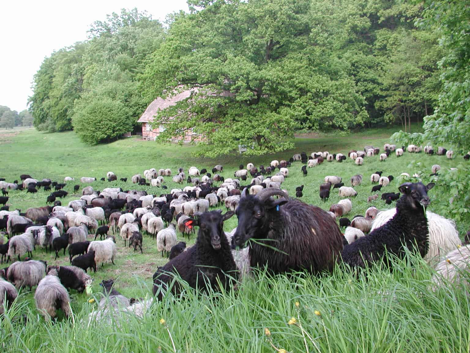 Heidschnuckenherde in Wilsede | VNP Stiftung