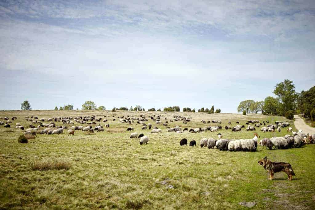 Heidschnuckenherde von Hof Tütsberg | Foto: Christian Burmester