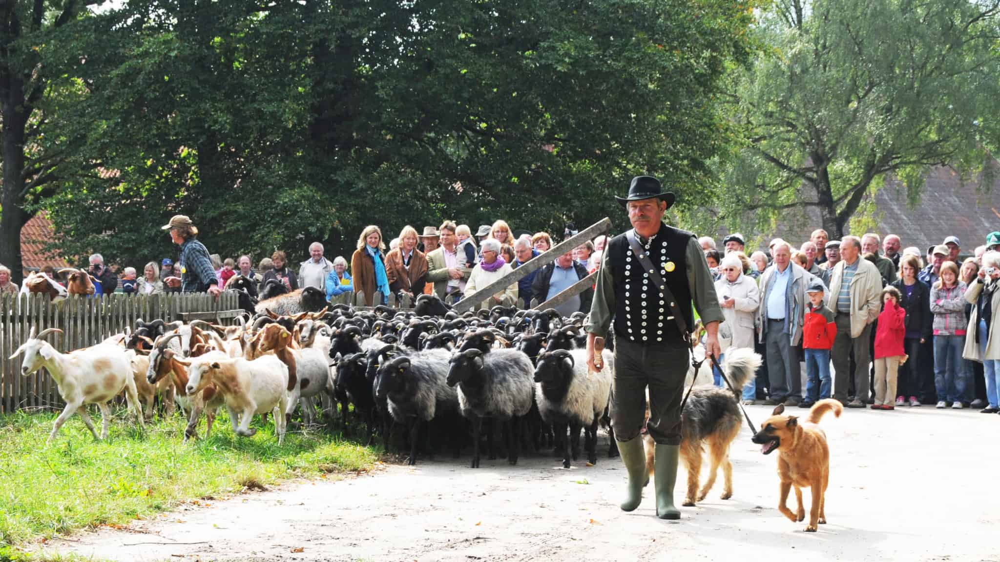 Schäfer und Heidschnuckenherde beim Hoffest auf Hof Tütsberg