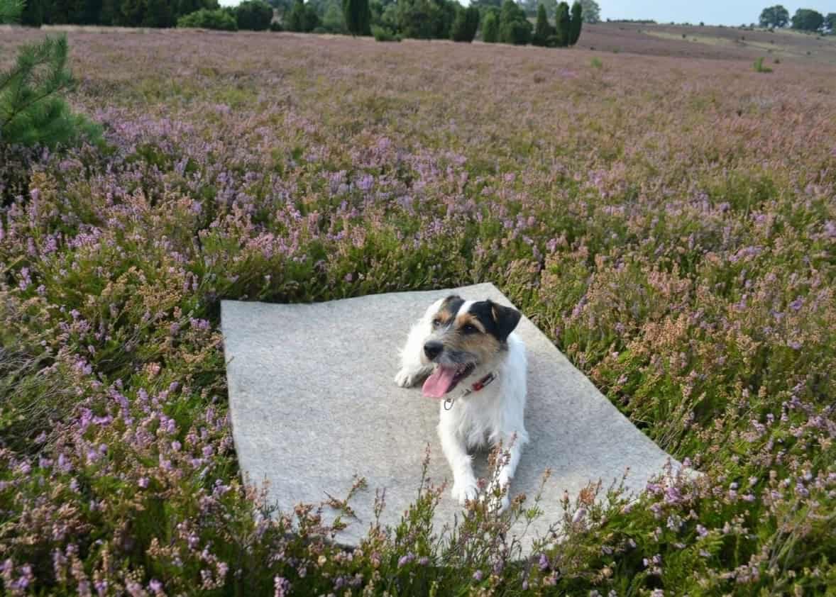 Hunde-Filzmatte