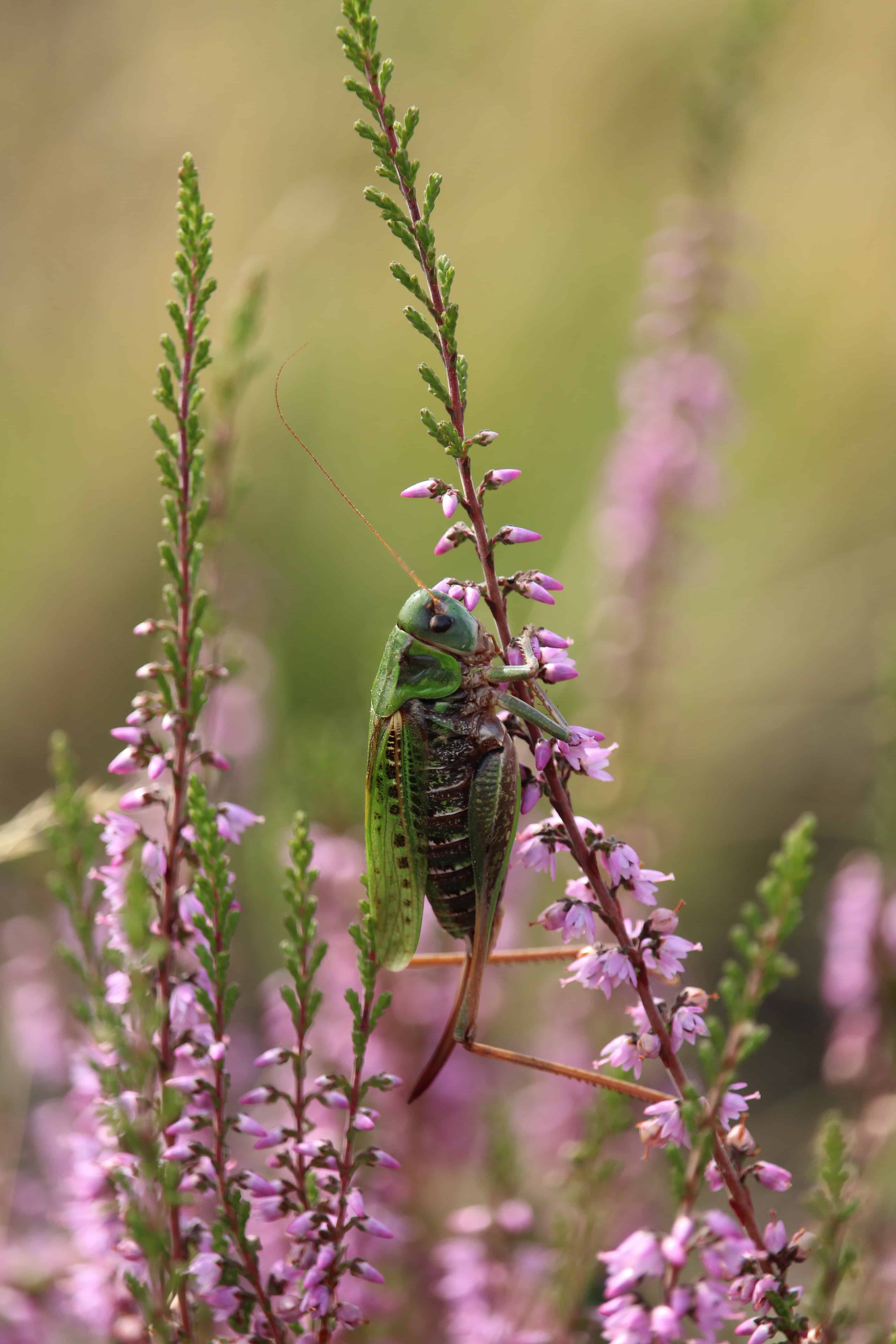 Heideblüte (Calluna vulgaris) im Naturschutzgebiet Lüneburger Heide | VNP Stiftung