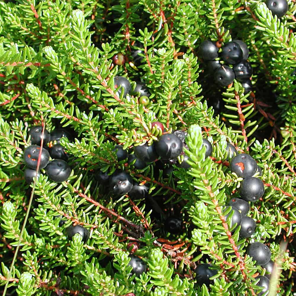 kraehenbeere-empetrum-nigrum-vnp-stiftung