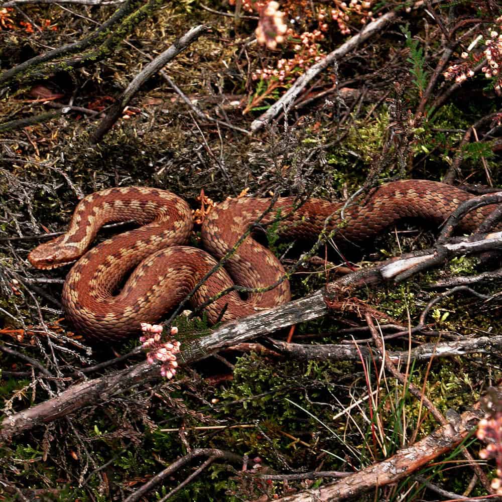 kreuzotter-vipera-berus-vnp-stiftung