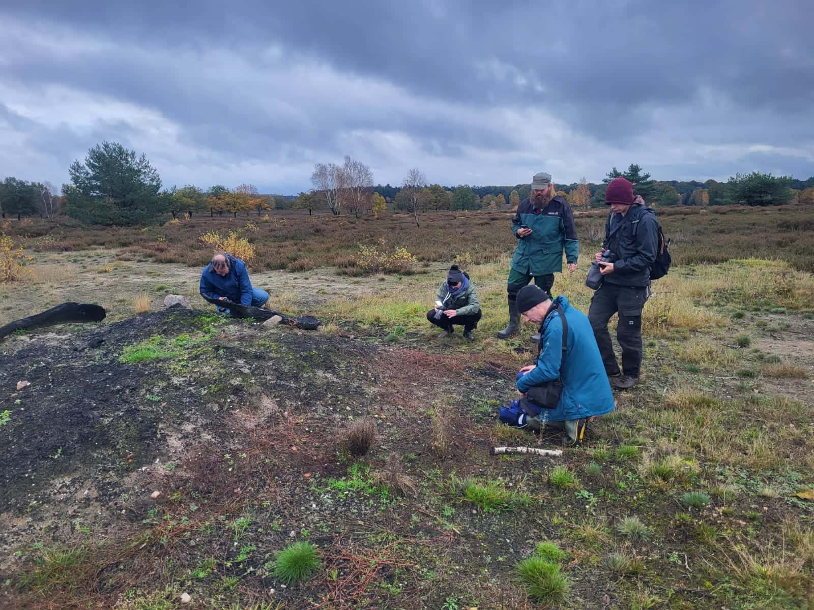 Monitoring von Aschehaufen im NSG Lüneburger Heide