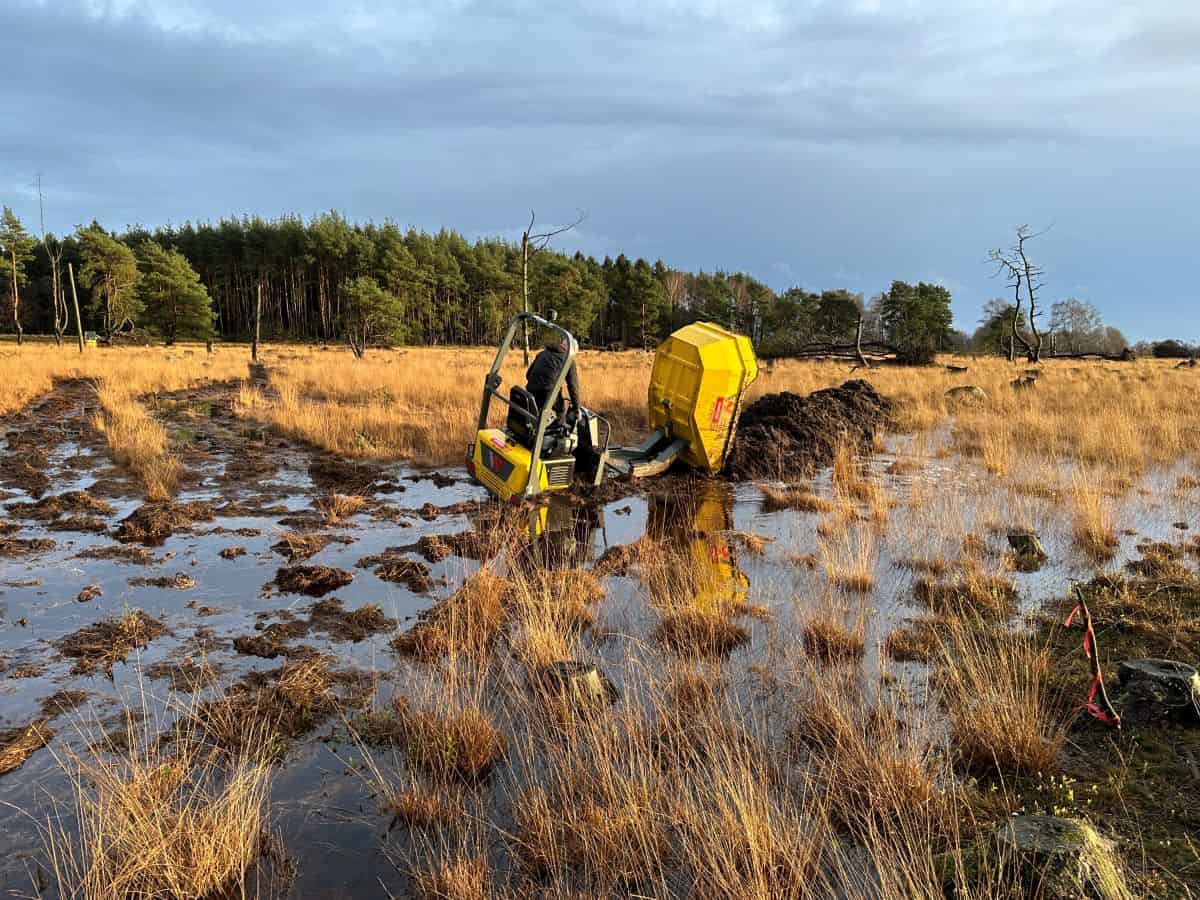 Erfolgreicher Wasserrückstau im Moor durch den Bau von Dämmen | VNP Stiftung Naturschutzpark Lüneburger Heide