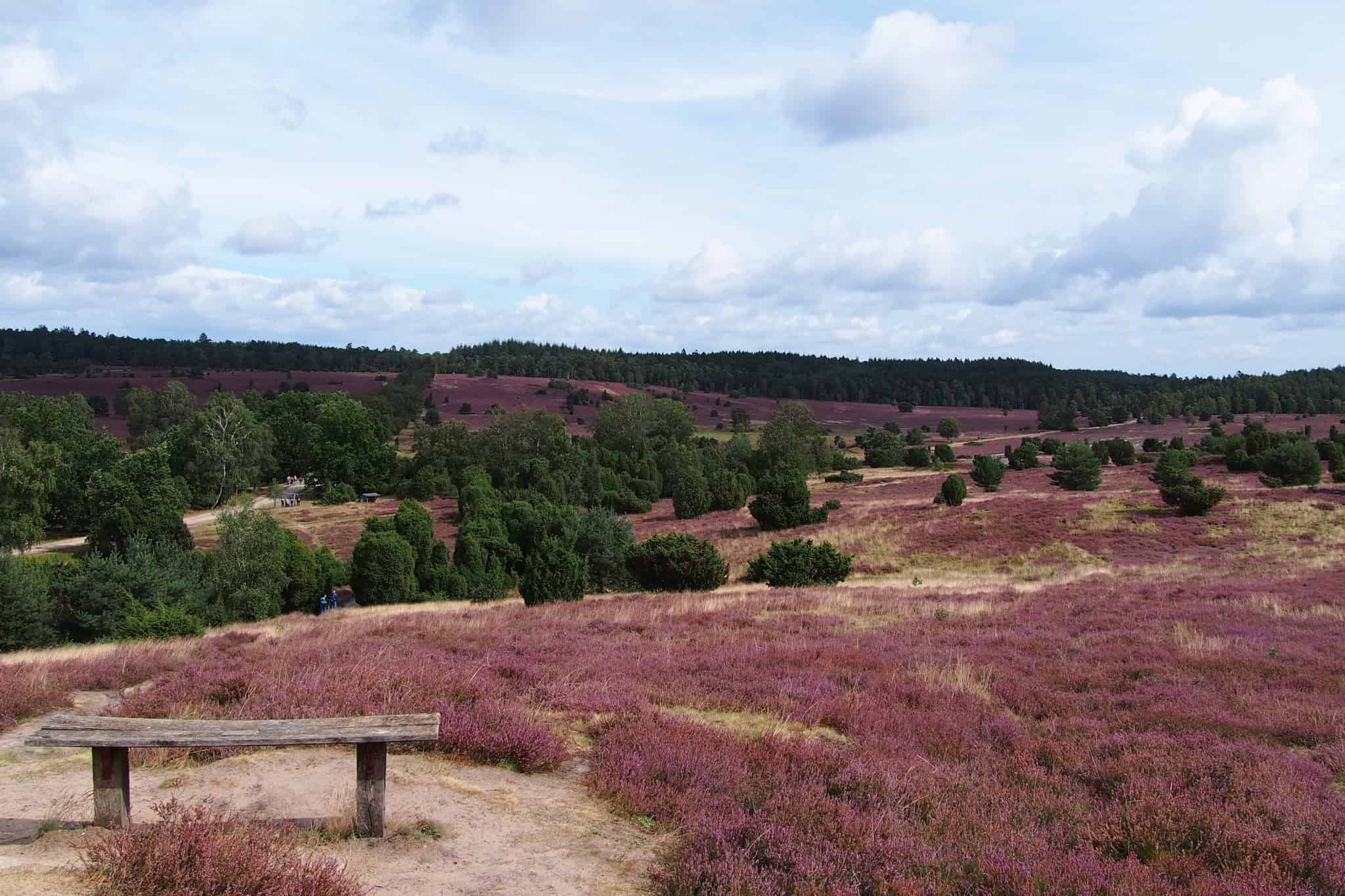 Heideblüte (Calluna vulgaris) im Naturschutzgebiet Lüneburger Heide | VNP Stiftung