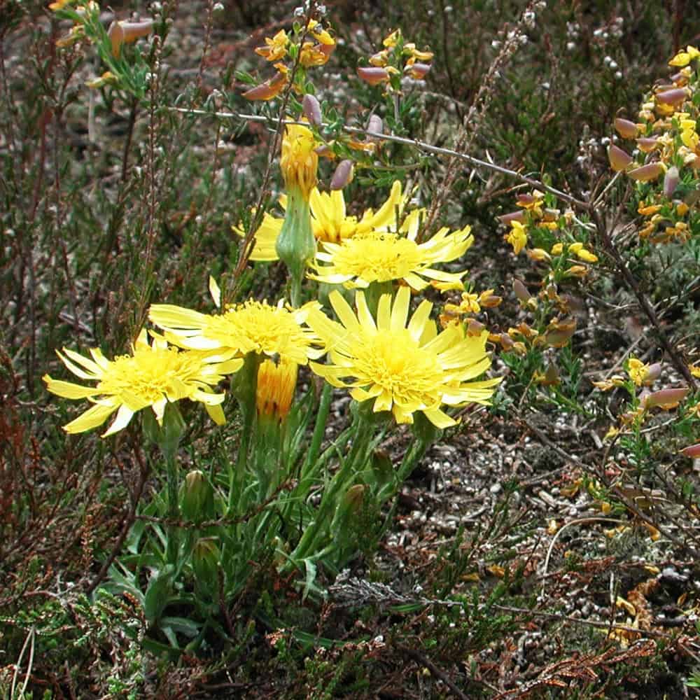 niedrige-schwarzwurzel-scrozonera-humilis-vnp-stiftung